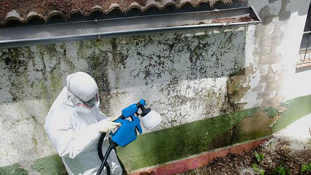 Top rated local Mold Remediation specialists in Bloomingdale, GA